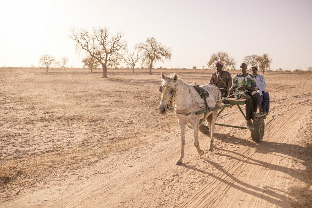 Travelling by donkey cart, The Gambia 2018